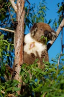 Koala - Phascolarctos cinereus o4070